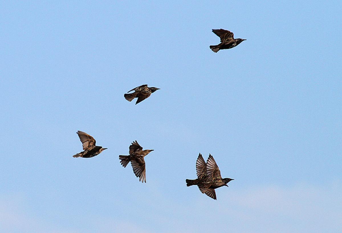 стайка скворцов. скворцы полет. обыкновенный скворец. скворцы пролетели. скворцы пролетели.