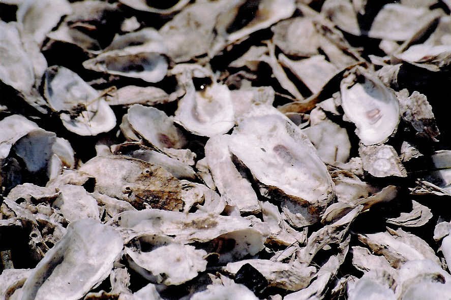 Charleston Photos: Oyster Shells