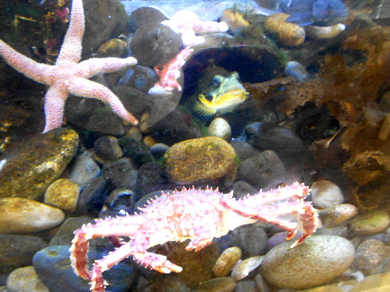 From Kansas to Kodiak... Marine Research Center Touch Tank