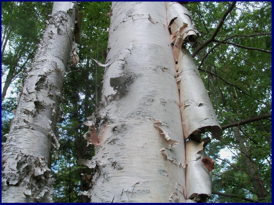 ADK Forever Wild White Birch Tree Bark Science & Crafts