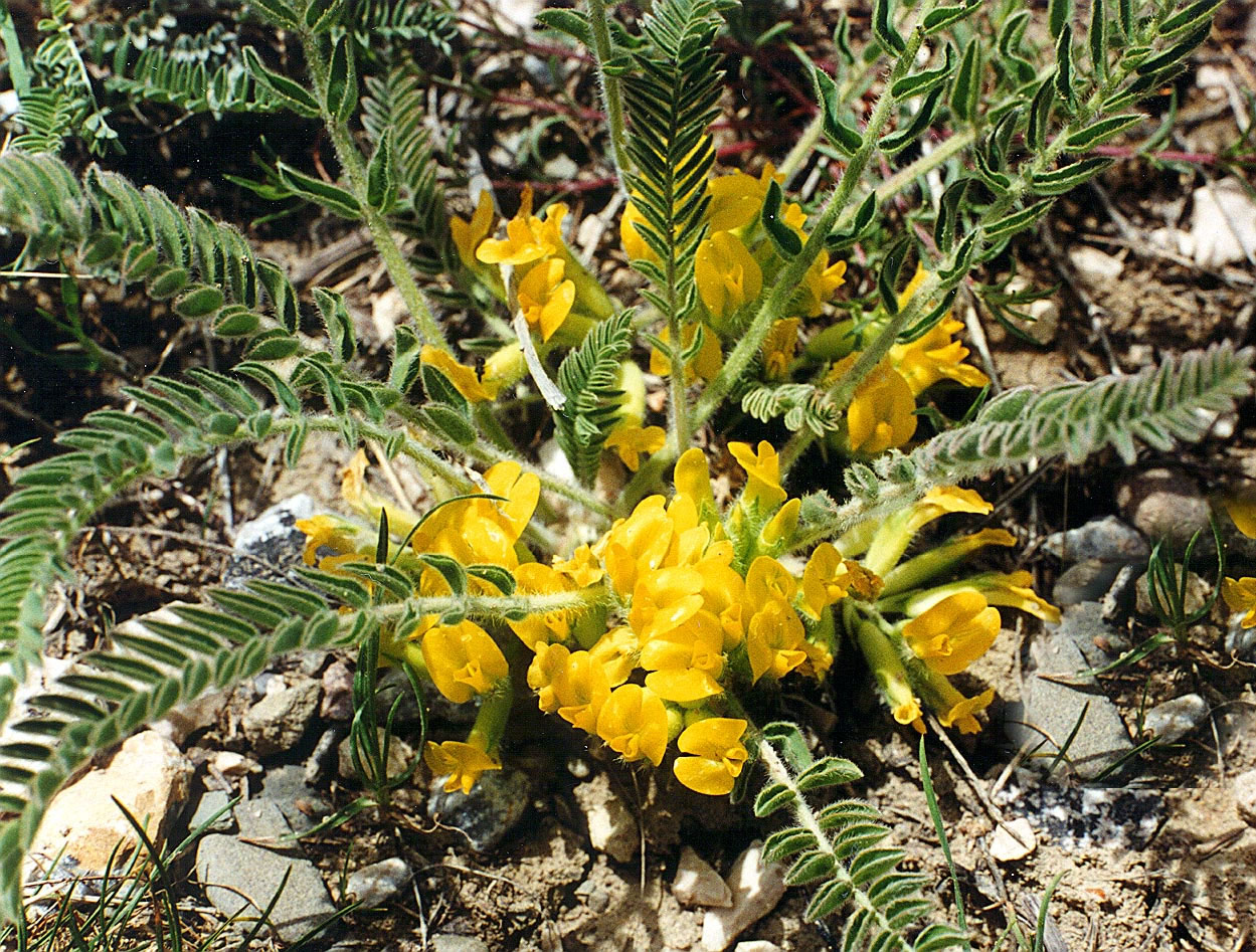 astragalus