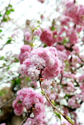 dango hanami japanese flower viewing sakura dumpling rry blossoms haven cookie traditionally hana mi eat round during
