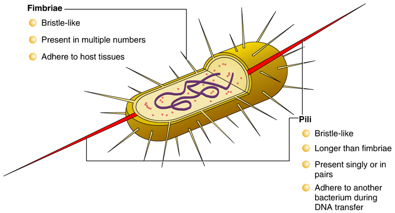 Basic Bacteriology External Structure