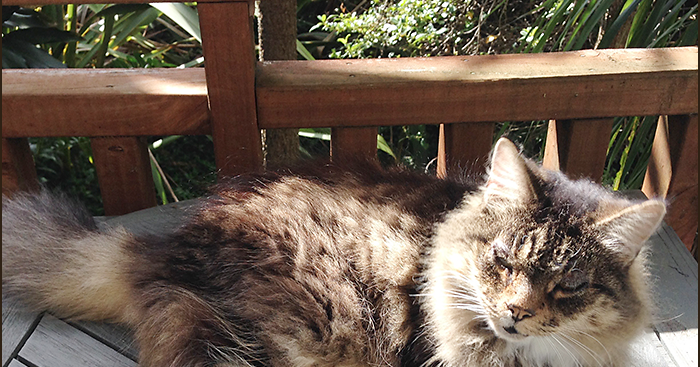 Elderly Cat Not Eating Food Elderly Cat Not Eating Food