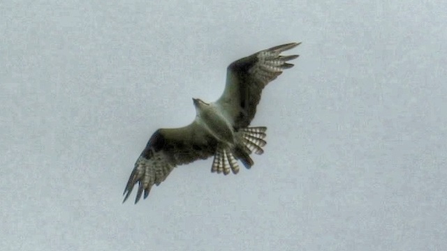 Osprey Sky Dance And Mating Calls
