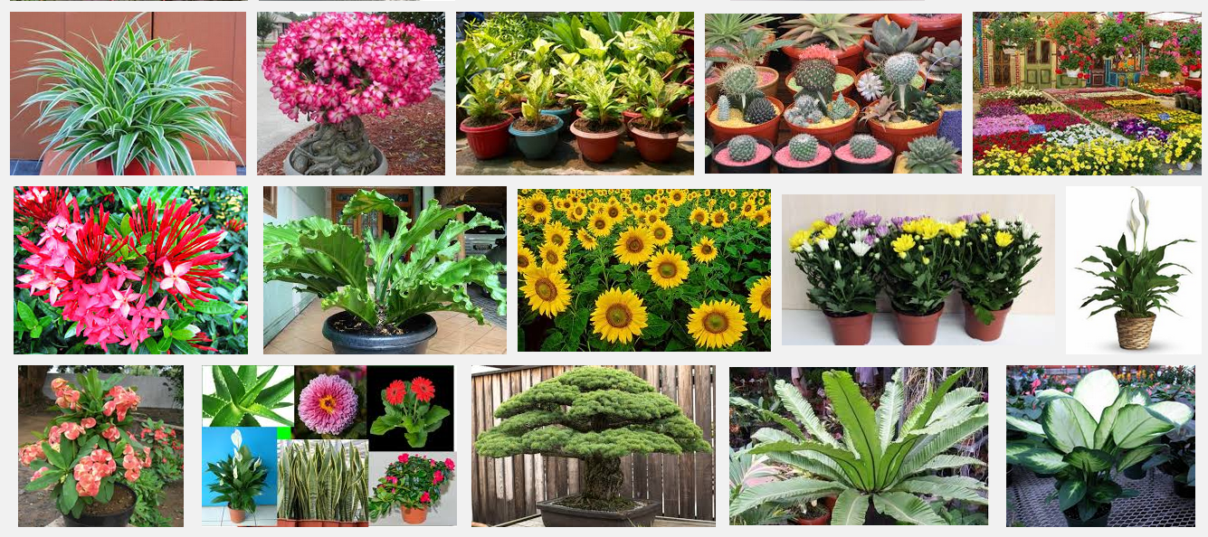 Tanaman Hias Yang Berfungsi Sebagai Pelindung Atau Penutup Tanah Adalah Edukasi Lif Co Id