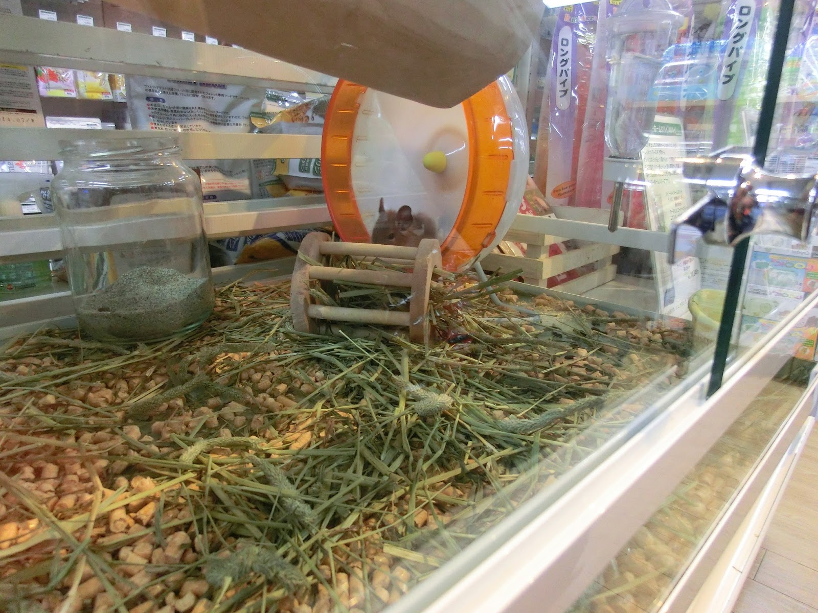 Pets & Animals in Japan (Part 1)