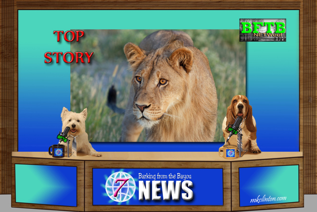 BFTB NETWoof Newswith Top Story about a lioness