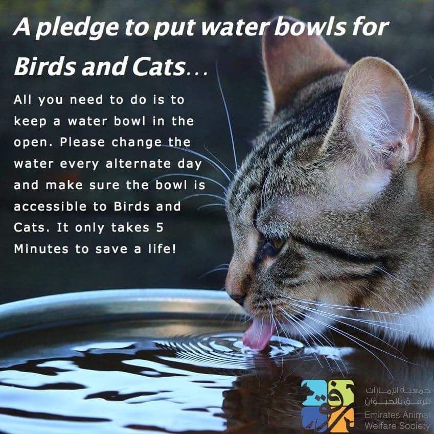 Pledge Water for Birds and Animals this Summer