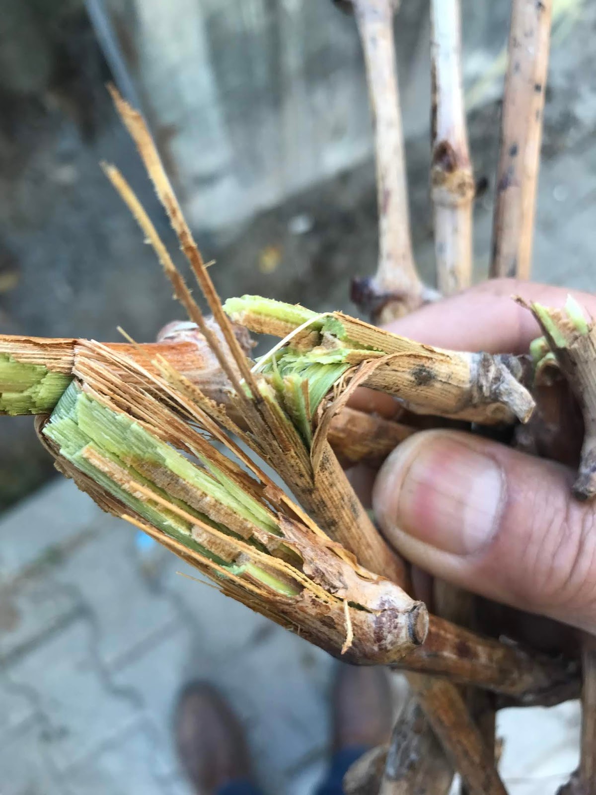 arici ali turk ve aricilik bilgileri