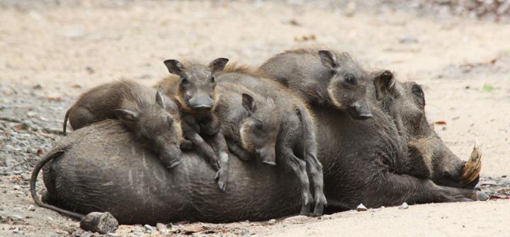 2016 en komik hayvan fotograflari domuz