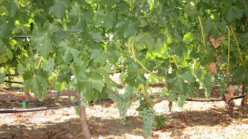 Ripening Grape Vines