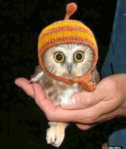 funny animals goofy animals