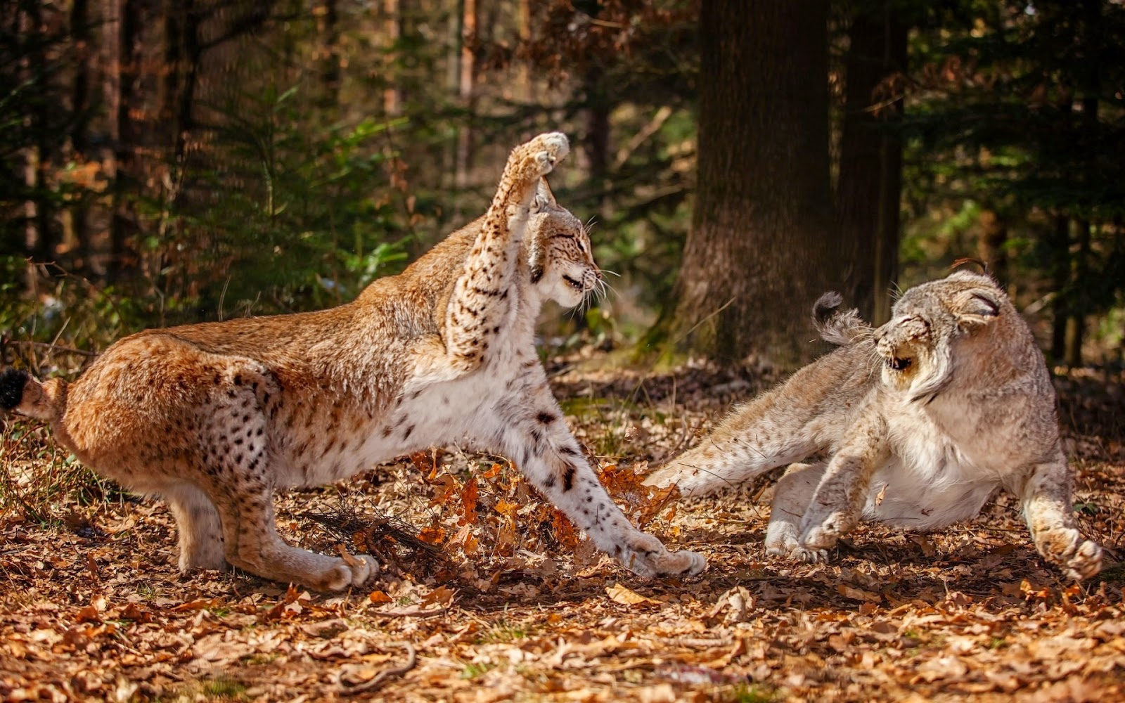 Animals Fighting HD Wallpapers (Wild Animals Images Free