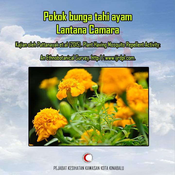 Pokok Bunga Penghalau Nyamuk