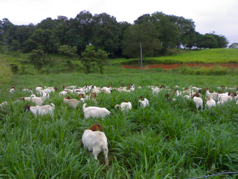 Bisnis Kambing Online: Aman, Menguntungkan, dan Berkembang Pesat
