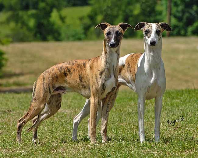 dog side stories Greyhound (Γκρεϊχάουντ)