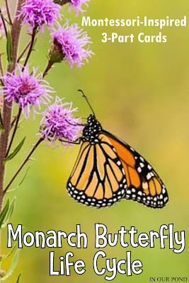 Montessori Inspired 3-Part Cards to Match the Safari Ltd Monarch Butterfly Life Cycle Set // free printable // In Our Pond
