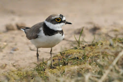 birds that fly low to the ground 1