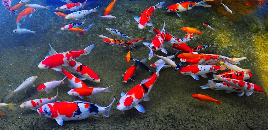 Tips Cara Membuat Kolam Koi Bersih Dan Sehat Dunia Akuarium