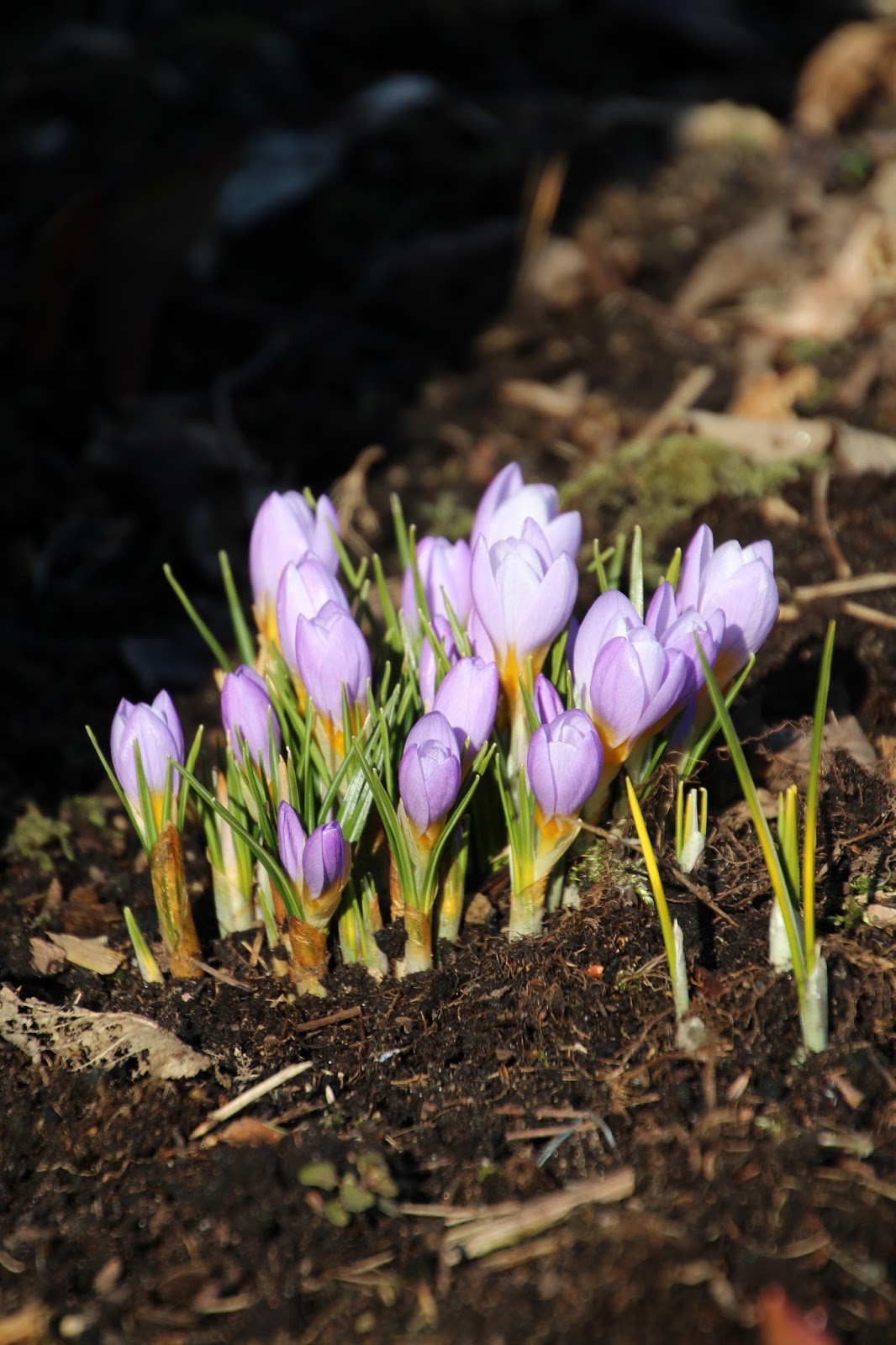 Grekisk krokus Crocus sieberi