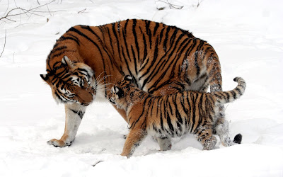 Tigres jugando en la nieve (Fondo de 1920x1200)