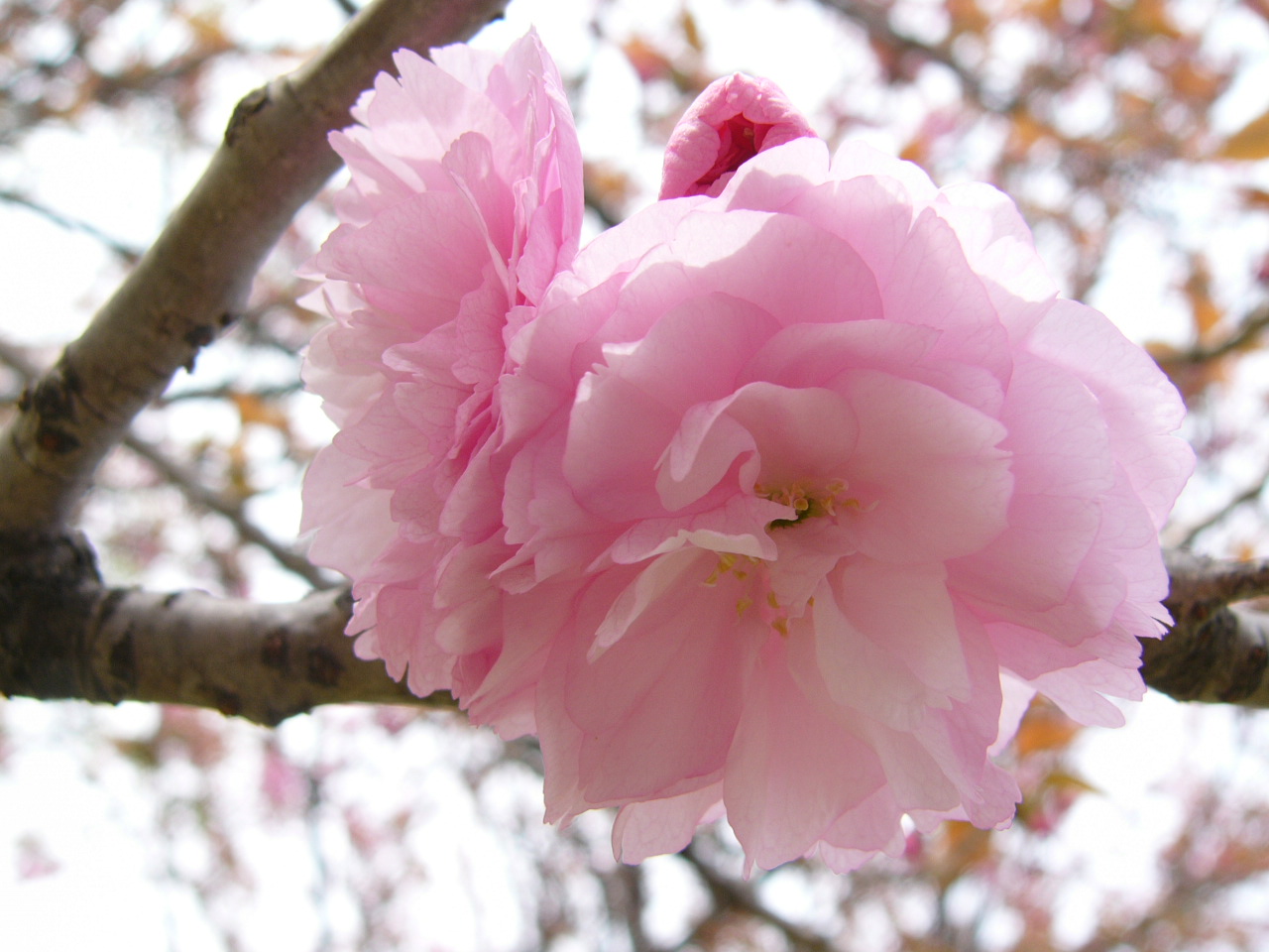Gambar Bunga Sakura Jepang Related Keywords & Suggestions 