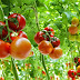 Langkah Budidaya Tomat Hidroponik 