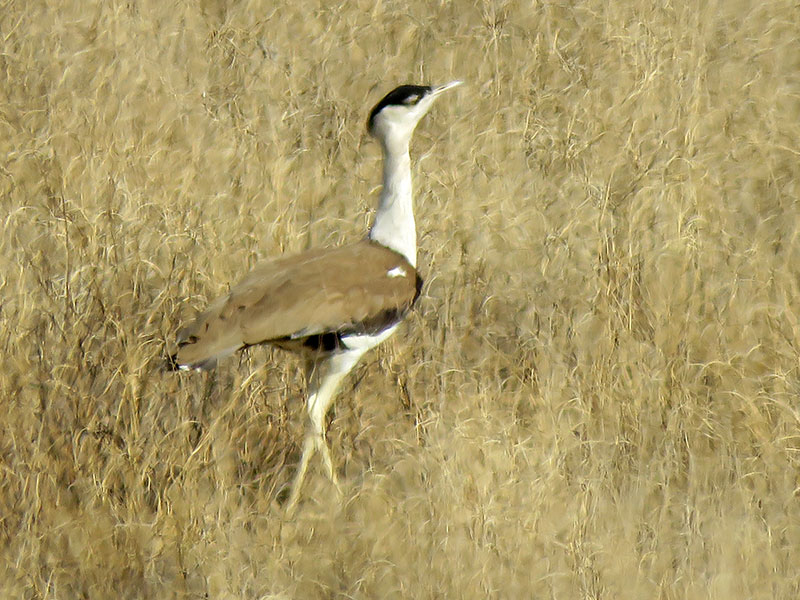 Just About Everything: Birds of Desert National Park Jaisalmer, Rajasthan