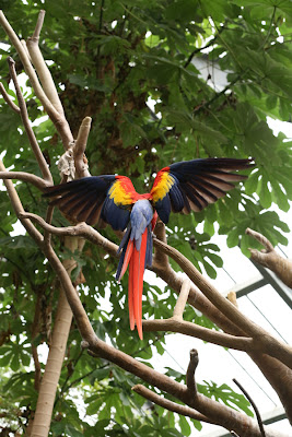 Macaw - Original Photo