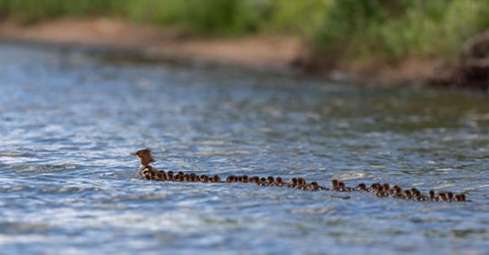 Adorable Video Of 'Super Mom' Duck With 56 Ducklings In Tow Spotted On A Minnesota Lake