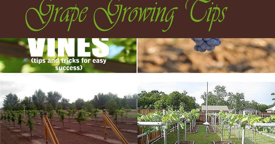 Grape Growing Tips - A Blog on Garden