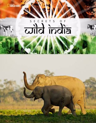 Phim Bí Ẩn Thế Giới Hoang Dã Ấn Độ: Vương Quốc Loài Voi