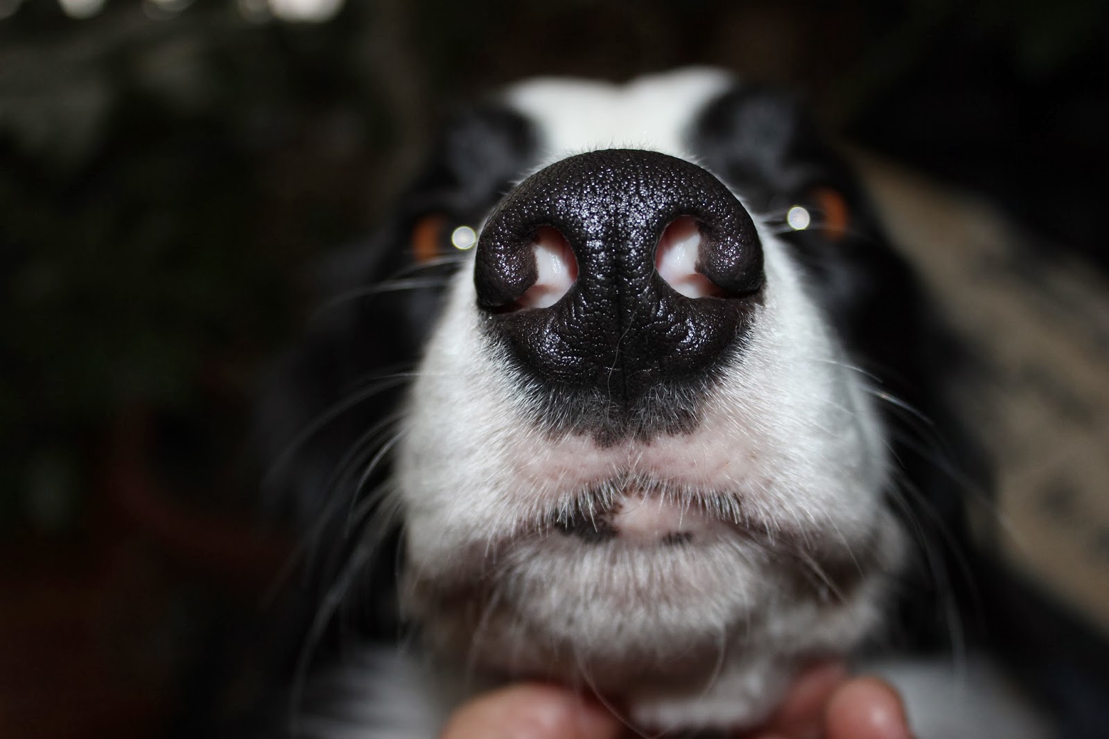 Know Thy Dog WHISKERS Bruce Fogle DOG The definitive guide for dog owners