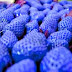 بالصور.. الفراولة الزرقاء الغريبة تباع في الأسواق