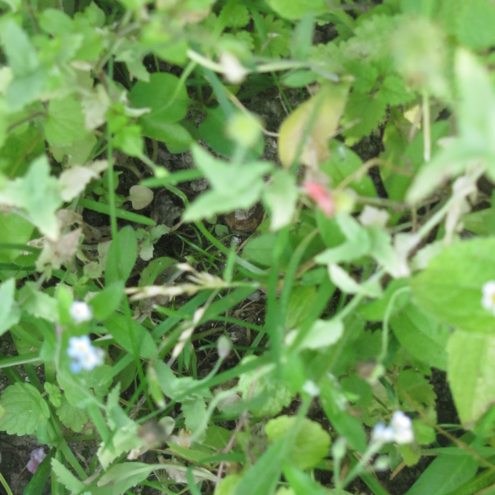 Notizen aus dem Bleistiftland: Ein kleiner Garten