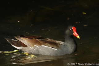 Common Moorhen