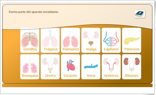 "El sistema urinario" (Juego de Ciencias Naturales de Primaria)