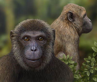 Oldest fossil evidence of split between Old World monkeys and apes