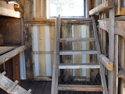 coop chicken shed inside wood
