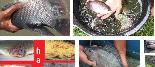 Jenis Hama dan Penyakit Ikan serta Cara Menanggulanginya