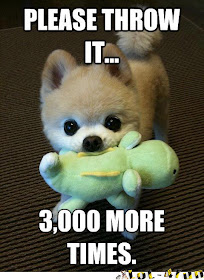 Very funny and sweet puppy