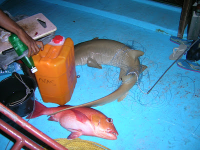 pescare alle maldive