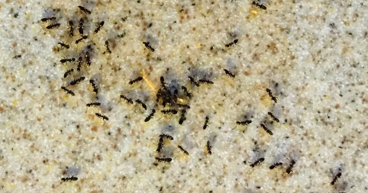 Princeton Nature Notes Did U Put the Ant in Cantaloupe?