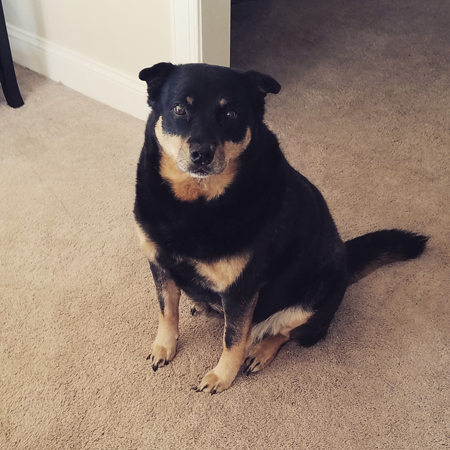 image of Zelda the Black and Tan Mutt sitting in the dining room, looking up at me