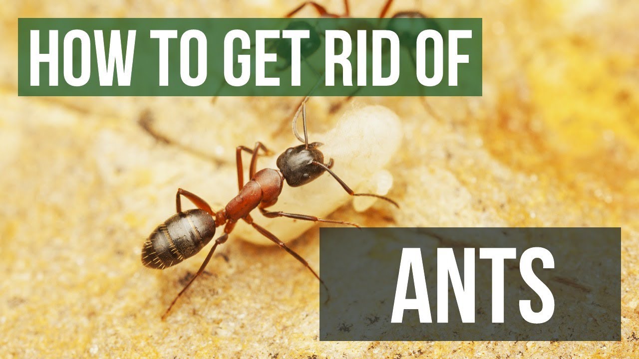 11 Tips To Get Rid Of Ants Forever