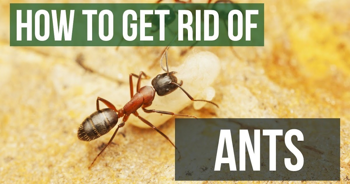 11 Tips To Get Rid Of Ants Forever