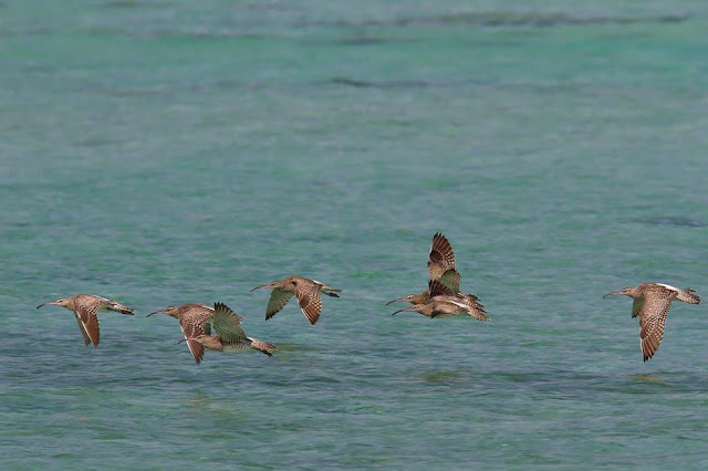 Flock of Whimbrels