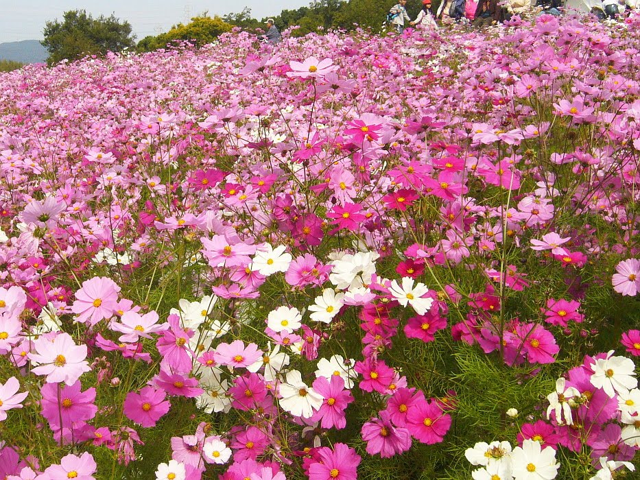 万博公園 自然文化園 花の丘 コスモスフェスタ 関西のウォーキングスポット ブログ
