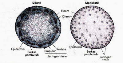 Pengertian, Ciri Ciri dan Klasifikasi Kingdom Plantae (Tumbuhan) Ciri Ciri dan Klasifikasi Kingdom Plantae Pengertian, Ciri Ciri dan Klasifikasi Kingdom Plantae (Tumbuhan)